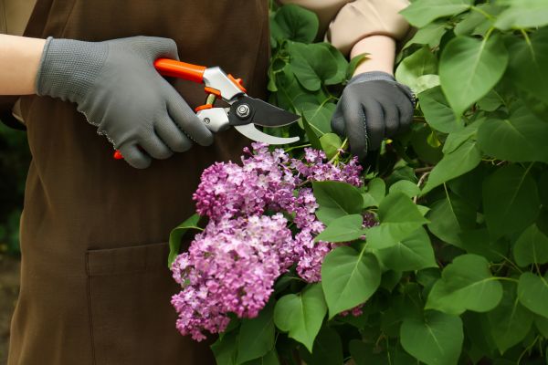 Cost of Lilac Pruning Service in Bloomington
