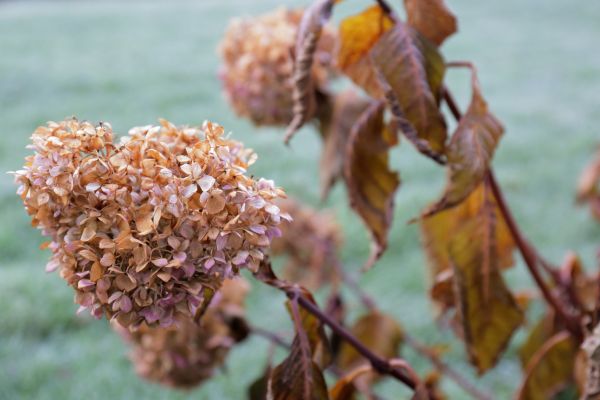 Cost of Hydrangea Removal in Bloomington