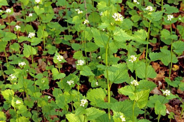 Cost of Garlic Mustard Removal in Bloomington