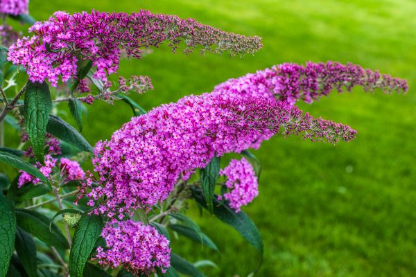 Cost of Butterfly Bush Removal in Bloomington