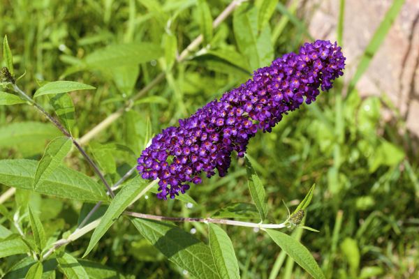 Cost of Butterfly Bush Pruning in Bloomington
