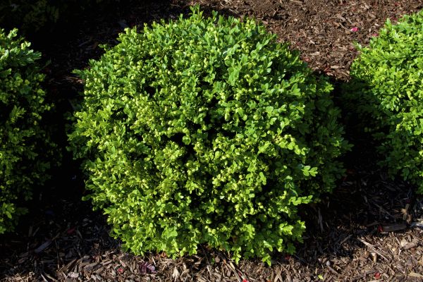 Cost of Boxwood Removal in Bloomington