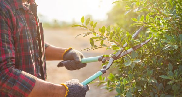 Cost of Shrub Pruning in Bloomington