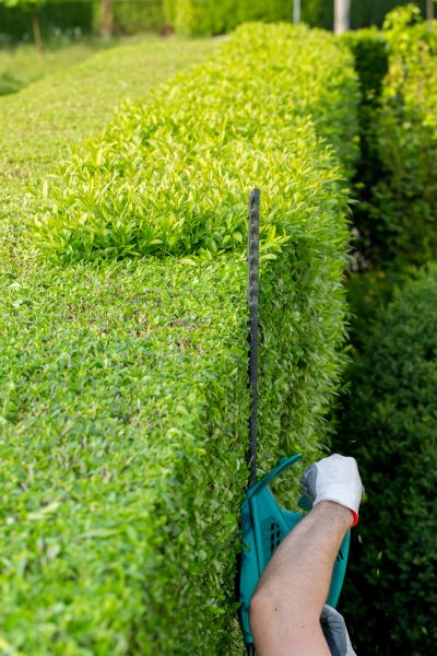 Cost of Hedge Trimming in Bloomington